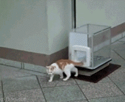 http://www.gifbin.com/bin/032010/1267612427_cat_elevator.gif