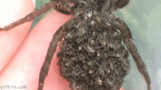 1267612628_baby-spiders.gif