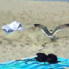 Catching a seagull at the beach