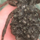 Baby spiders