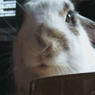 Bunny om nom nom