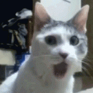 OMG cat