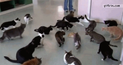 [Imagen: 1299607576_cats-reaction-to-sound.gif]