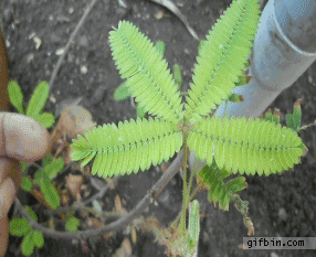 Touching a Mimosa Pudica 