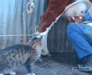 1301593528_cat-drinks-milk-from-cow.gif