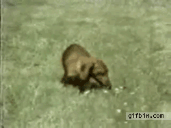 narcoleptic puppy narcoleptic best gifs updated daily narcoleptic puppy narcoleptic best gifs updated daily
