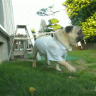 Dramatic pug