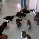 Cats' reaction to sound