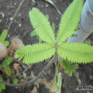 Touching a Mimosa Pudica 