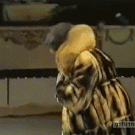 Fur coat comes to life