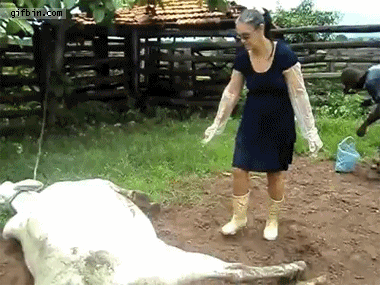 1331747626_cow_kicks_woman_in_the_face.g