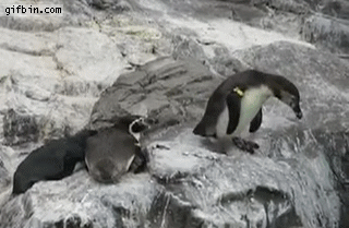 [Image: 1332267179_penguin_pushes_friend_off_cliff.gif]