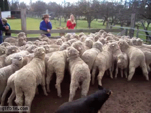1332356939_sheepdog_walks_on_sheep.gif