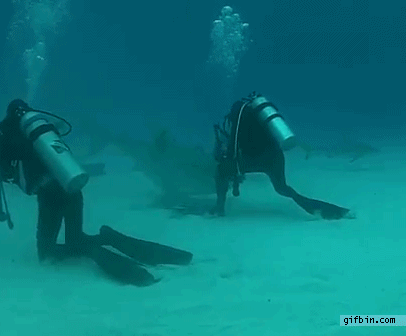 Image result for scuba dive funny gif