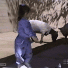 Girl trips on two goats
