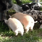 Dancing Dog Eating Treats Vine Dancing Dog Eating Treats Vine