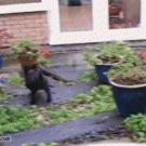 Puppy vs. glass door