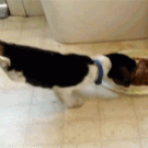 Puppy eating while balancing on front legs