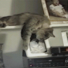 Sleeping cat falls off shelf