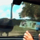 Ostrich swallows ball