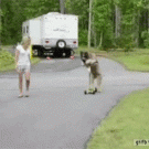 Norman the scooter dog rides his scooter