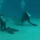 Shark almost bites scuba diver's leg