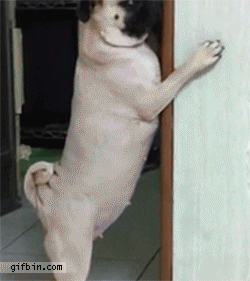 Shy pug hides behind door