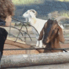 Jealous goat