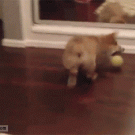 Corgi puppy sees self in mirror
