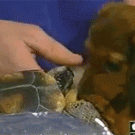 Turtle bites puppys tongue