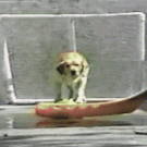 Hockey goalie dog catches balls