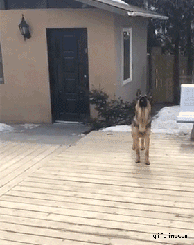 german-shepherd-ball-catch-fail-in-slow-