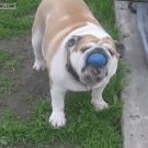 Bulldog ball trick