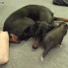 Teacup pig parkouring over dog