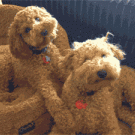 Poodles tilting heads