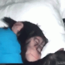 Chimp waking up