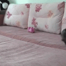 Dachshund puppy running around in circles