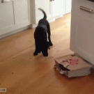 Puppy scared by cat coming out of bag