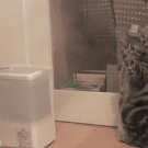 Cat vs. steam