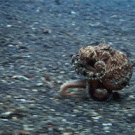 Running octopus