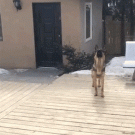German shepherd ball catch fail in slow-motion
