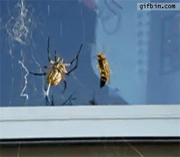 1427861218_spider_vs_wasp.gif