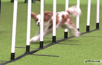 dog-runs-into-pole-during-agility-event.