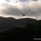 Bird flying against the wind