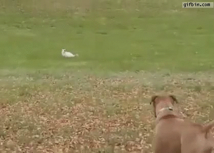 cat-jumps-over-fence-while-running-from-dogs.gif