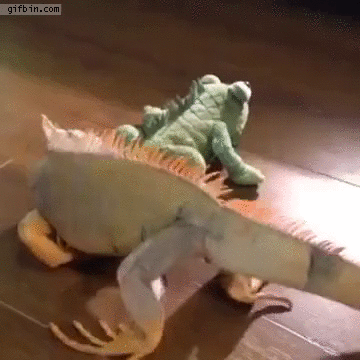 http://www.gifbin.com/bin/032016/iguana-goes-crazy-over-stuffed-lizard.gif