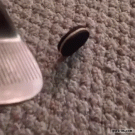 Oreo cookie golf trick shot