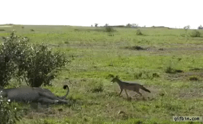Jackal bites lions tail