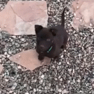 Puppy jumping for treat