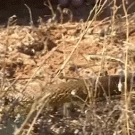 Venomous snake runs into Steve Irwin